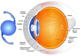 Does Lasik Replace The Lens?